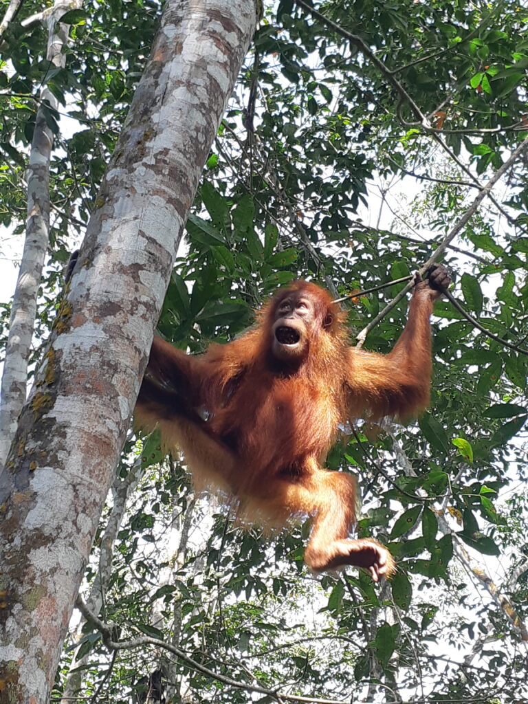 Daily Tours in Bukit Lawang