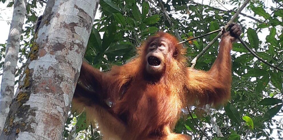 Daily Tours in Bukit Lawang