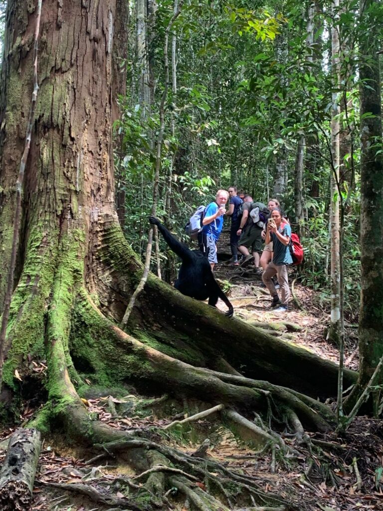 Junggle Trekking in Bukit Lawang north sumatera